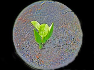 Nhìn lại gốc rễ TE1BBB1hiE1BB83umC3ACnhsBlog Tuhieuminh.blogspot.com NhC3ACnlE1BAA1igE1BB91crE1BB85